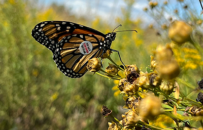 Field Gear Thumbnail